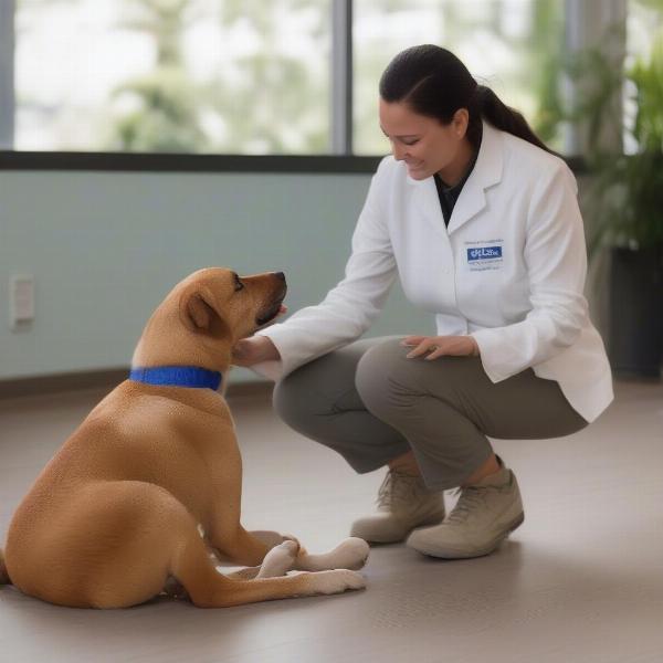 Dog daycare staff member interacting with a dog