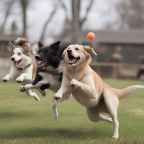 Happy Dogs Playing at Woodbridge Daycare