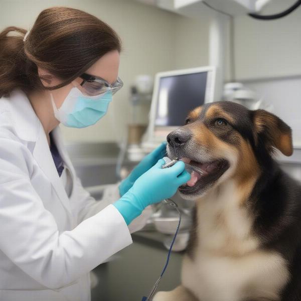 Dog Dental Cleaning Process