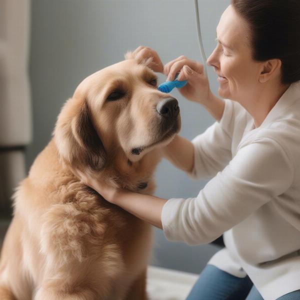 Cleaning a dog's ears at home