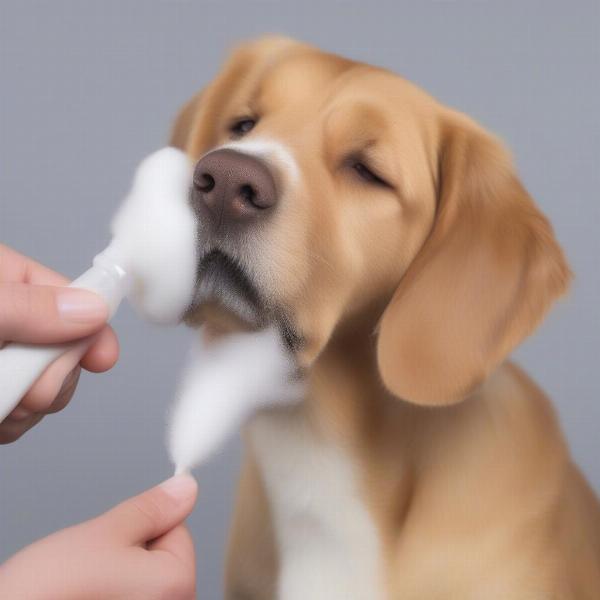 Cleaning a Dog's Ear