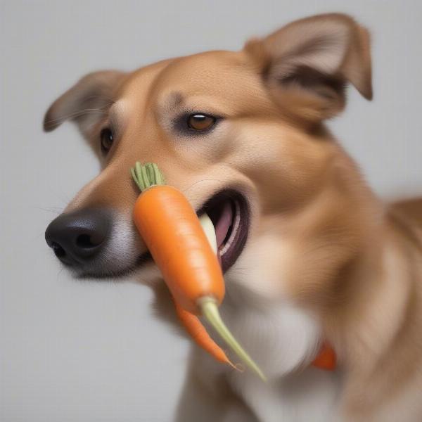 Dog Eating Carrot