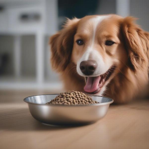 A Happy Dog Enjoying its Meal