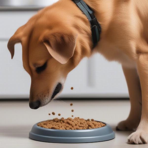 Dog using a slow feeding bowl