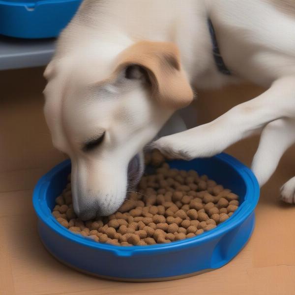 Dog enjoying a meal from a slow feeder bowl