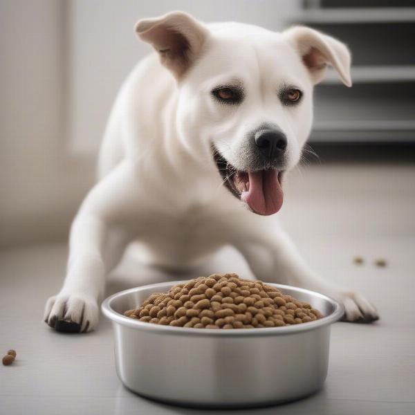 Dog Eating Healthy Dog Food From a Bowl