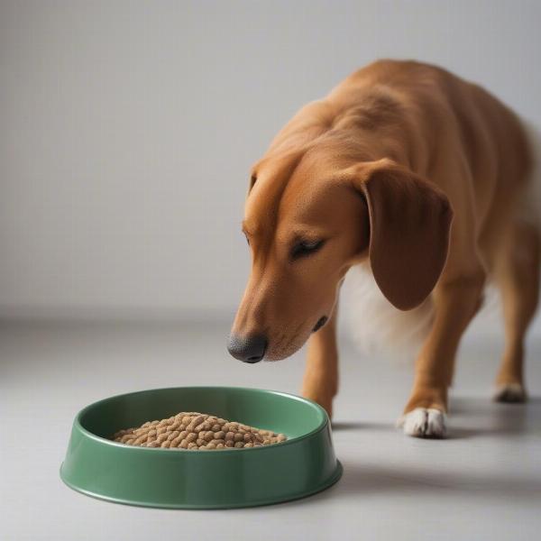 Dog eating healthy food from a bowl