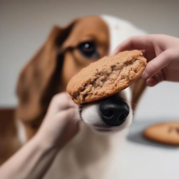 Dog eating oatmeal cream pies