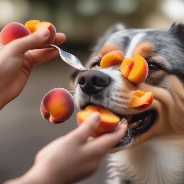 Dog enjoying peach slices