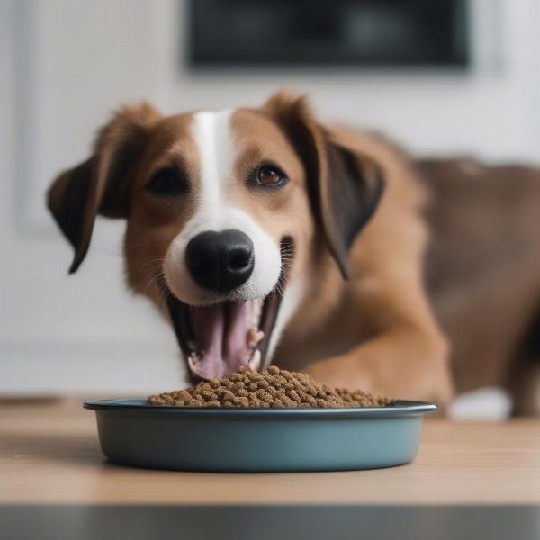 Dog enjoying a raw food meal