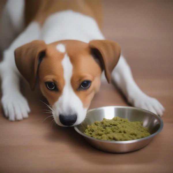 A dog eating raw food from a bowl.