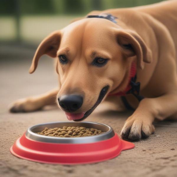 A dog eagerly eating from a bowl of sports trail dog food.