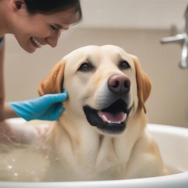 Dog Enjoying Bath with Gloves