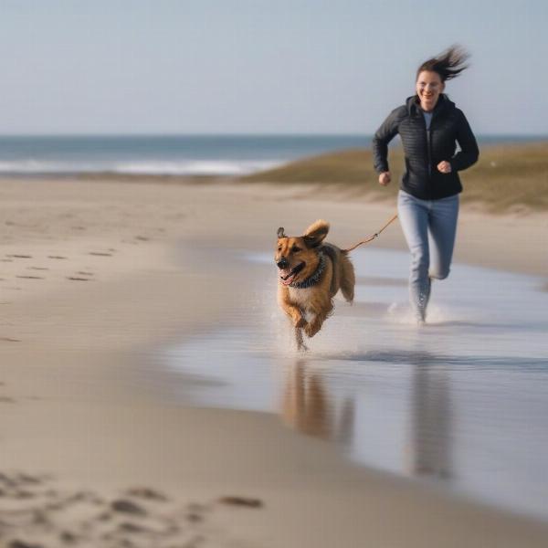 A dog enjoying a beach walk during a last-minute dog-friendly break