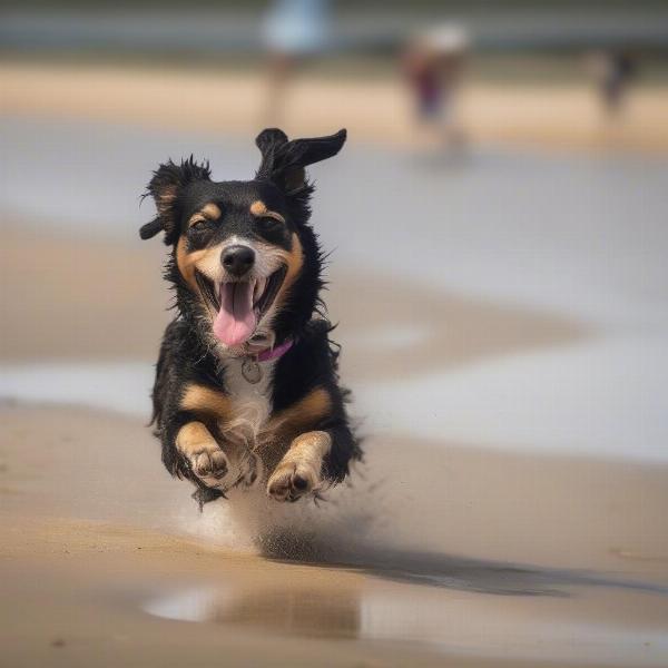 A dog enjoying the beach at Wells-next-the-Sea