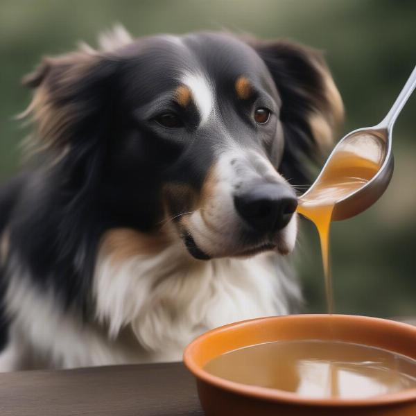 Dog Enjoying Bone Broth