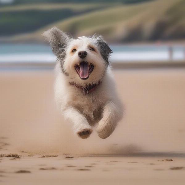 Dog Enjoying Instow Beach