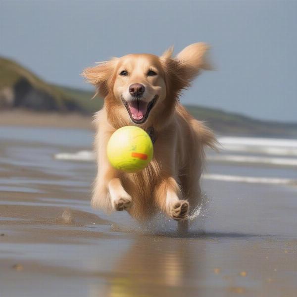 A dog enjoying the beach on the Isle of Wight