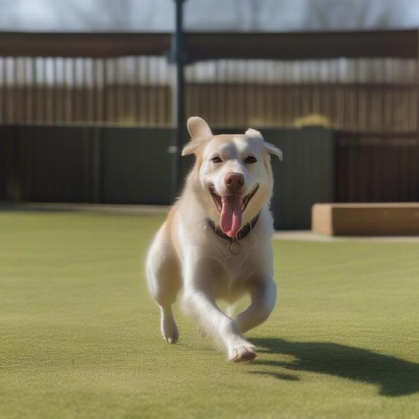 Dog Enjoying Luxury Boarding in Essex