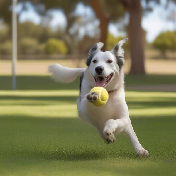 Dog enjoying a Parkes park