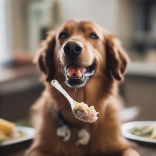 Dog Enjoying Reef Deli Meal