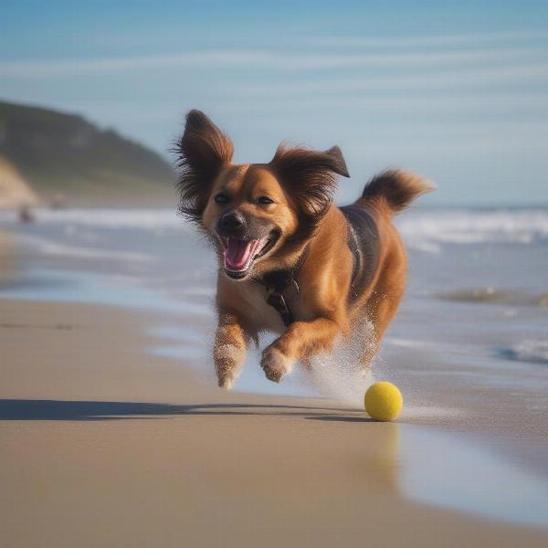 Dog Enjoying South Coast Beach