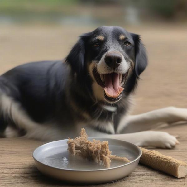 Dog enjoying tripe stick treat