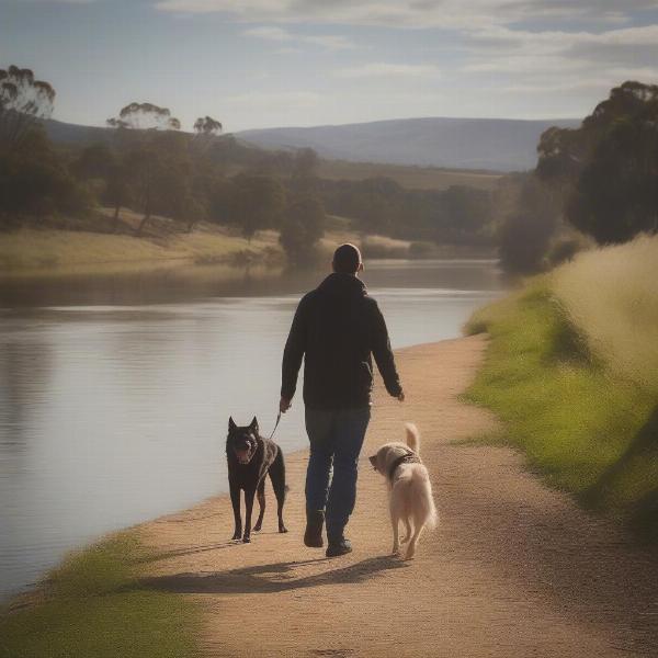 Dog-Friendly Activities in Gundagai