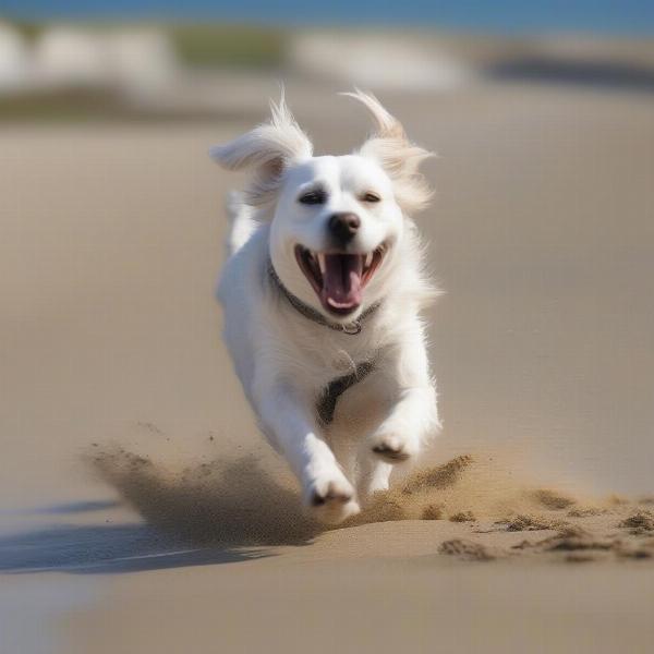 Dog enjoying a walk along the Kent coastline