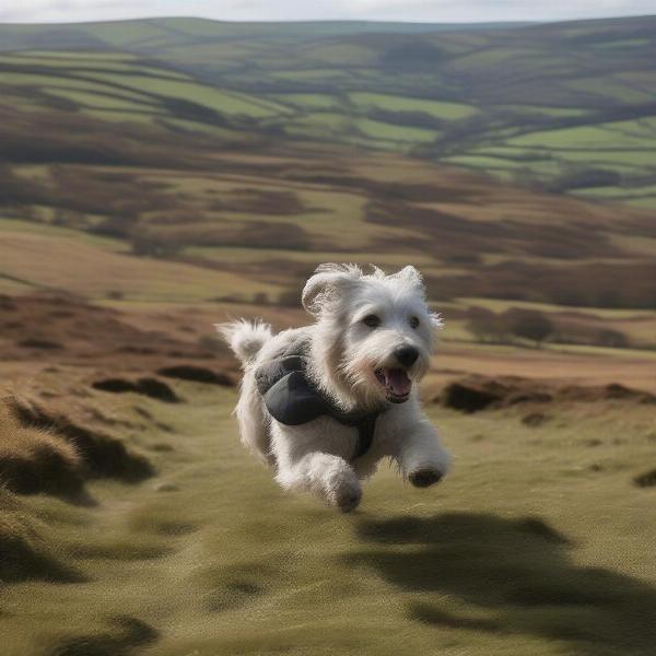 A Dog-Friendly Walk on Dartmoor