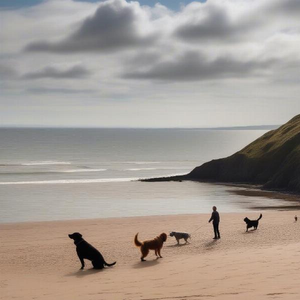 Dog-Friendly Beaches and Coastal Walks in Devon