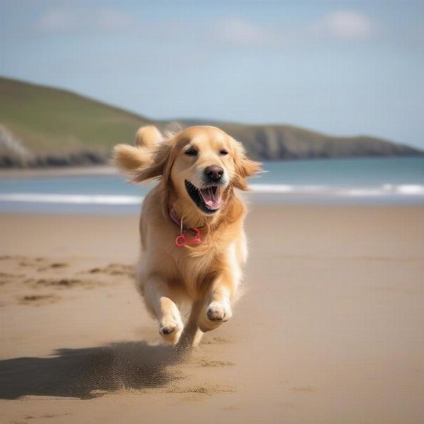 Dog enjoying a Cornish beach during a caravan holiday