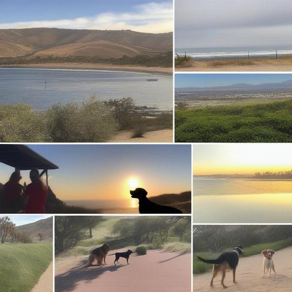 Popular Dog Friendly Trails in San Diego