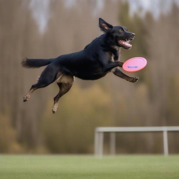 A dog performing a diving catch while playing frisbee