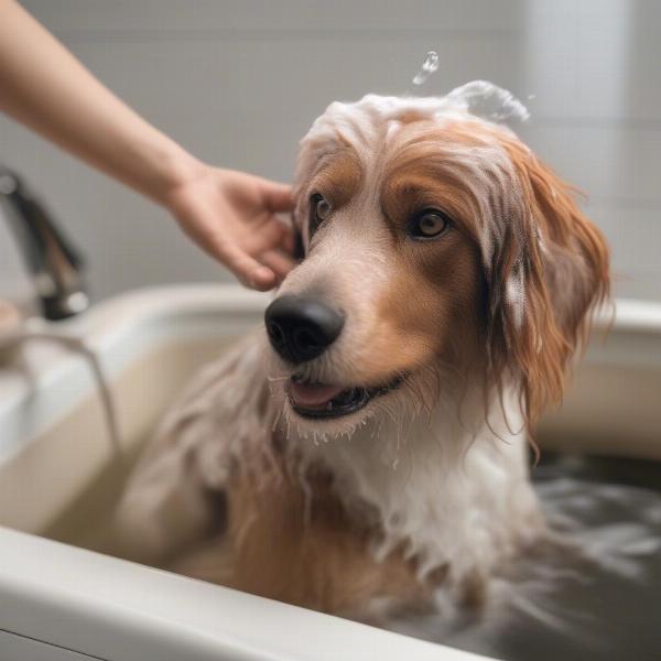 Dog Getting a Bath at Home