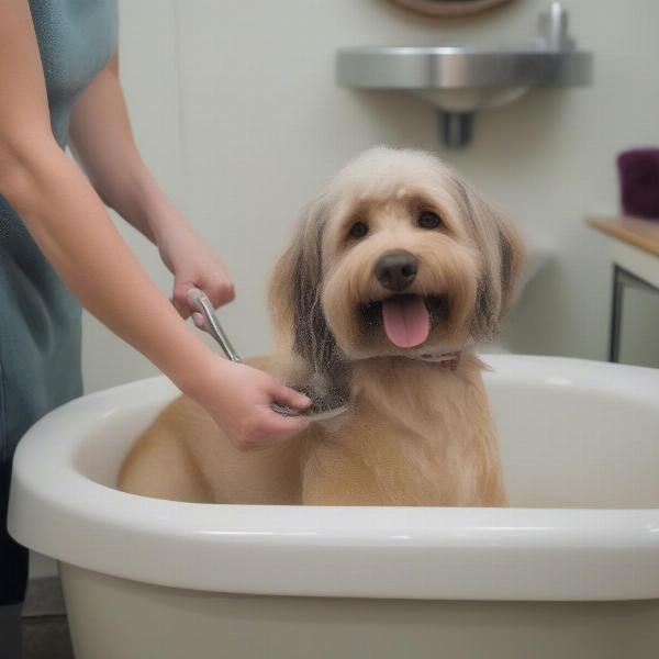 Dog Getting a Bath at Janesville Groomer