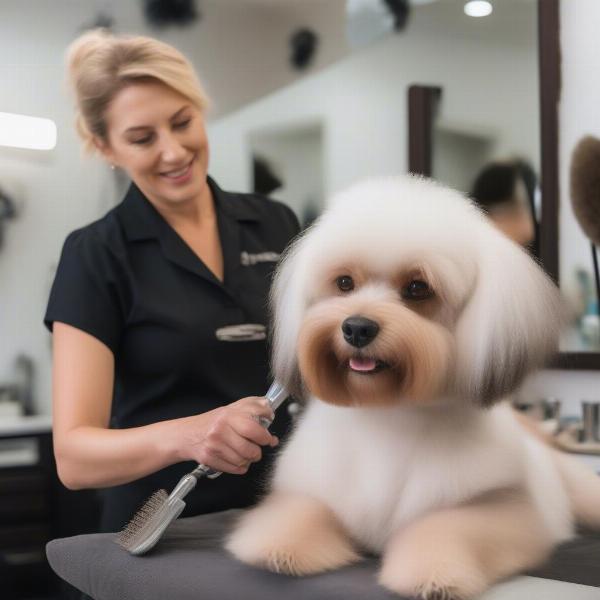 Dog being groomed in a Northern Beaches salon