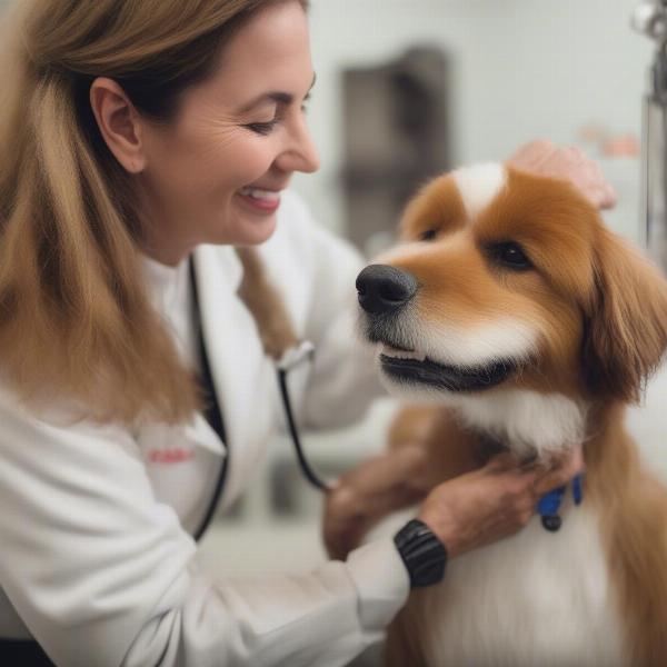 Dog Groomer Palm Beach Interacting with Dog