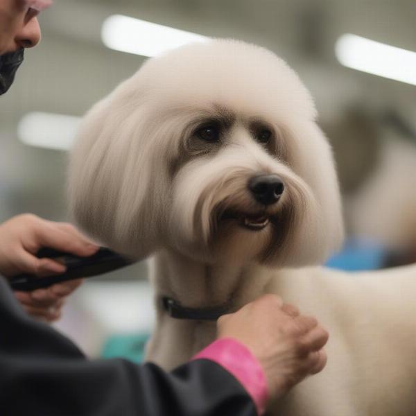 Dog Being Groomed for a Portland Dog Show