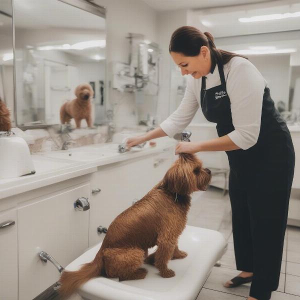 A Typical Dog Grooming Session in Massapequa