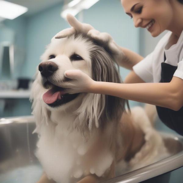 Dog grooming session in Stony Plain