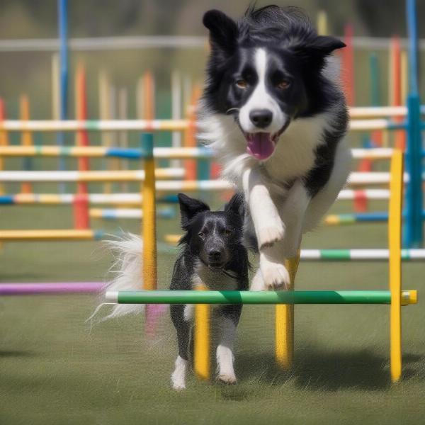 Dog handler and dog in a competition