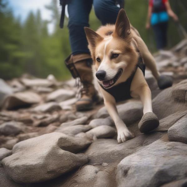 Dog Hiking with Boots