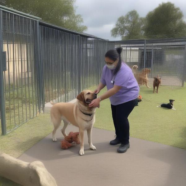 Dog kennel staff interacting with dogs in Darwin