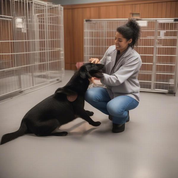 Dog Kennel Staff Interacting with a Dog