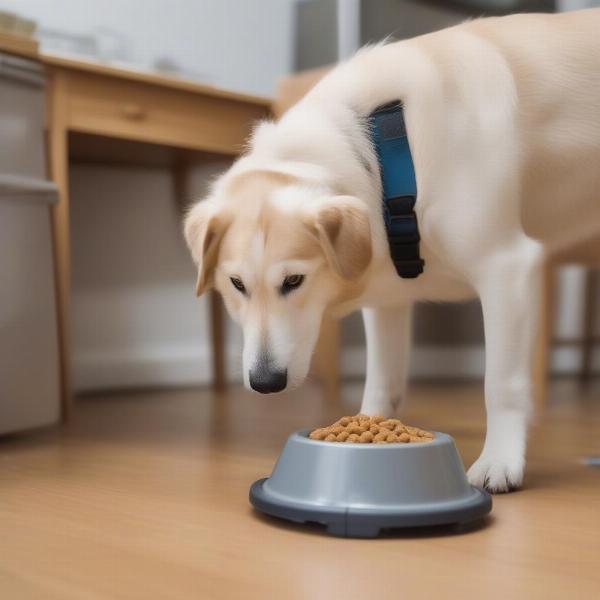 Dog Gradually Adapting to a Slow Feeder