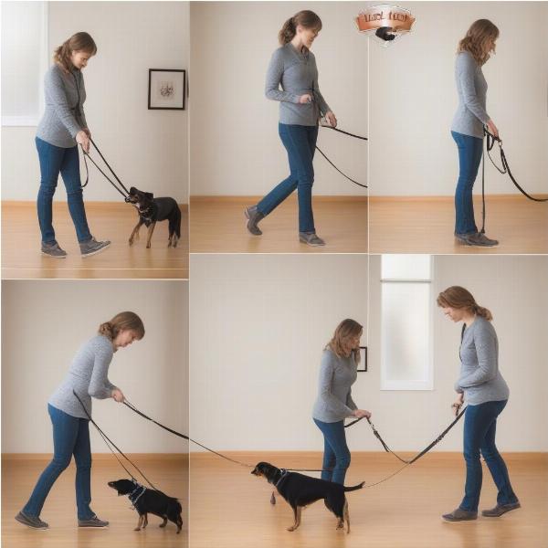 Step-by-Step Dog Leash Training