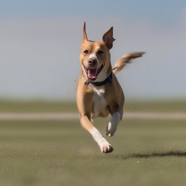 Dog Lure Coursing