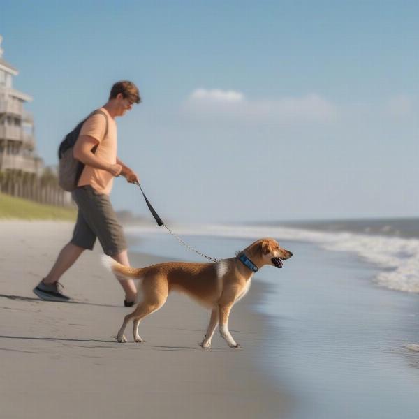 Dog on a leash at a Charleston beach