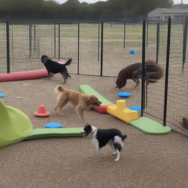 Dogs enjoying activities at a dog park